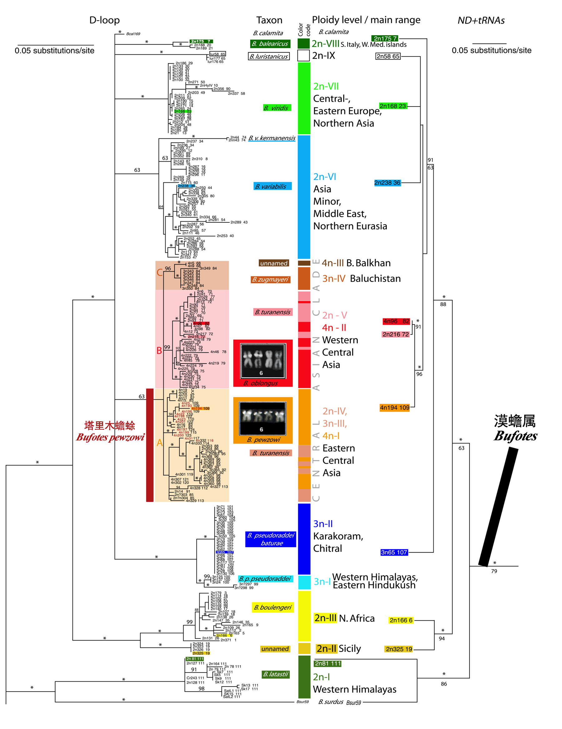 生命之树