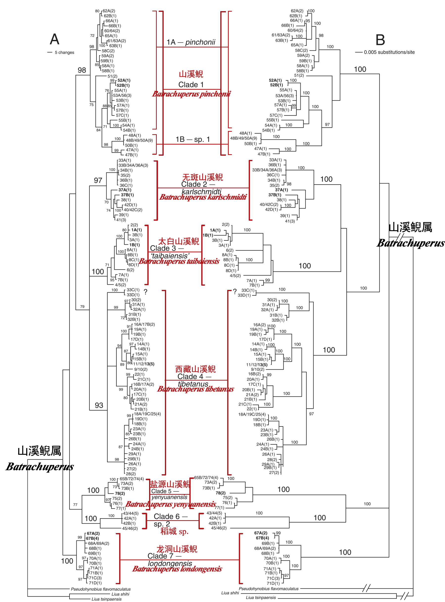 生命之树