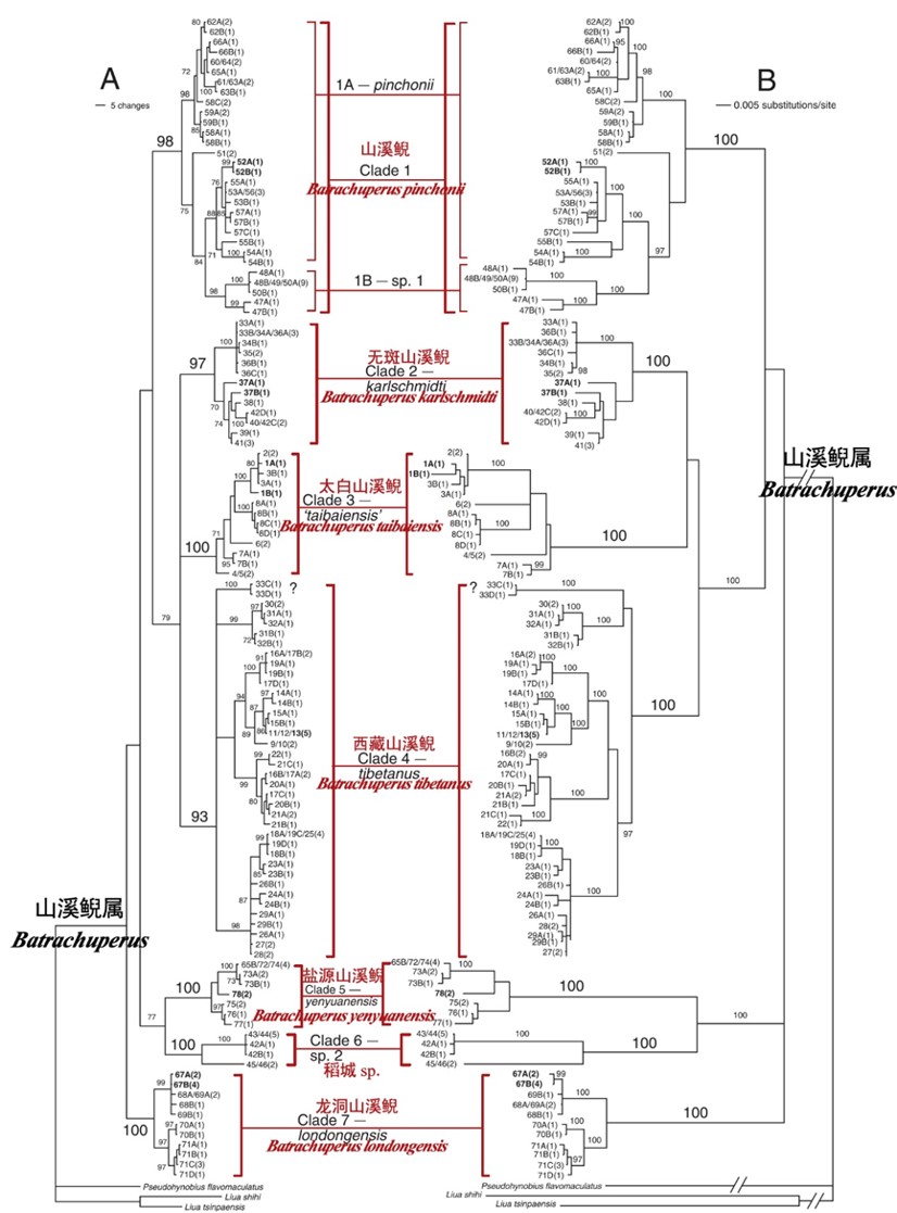 生命之树