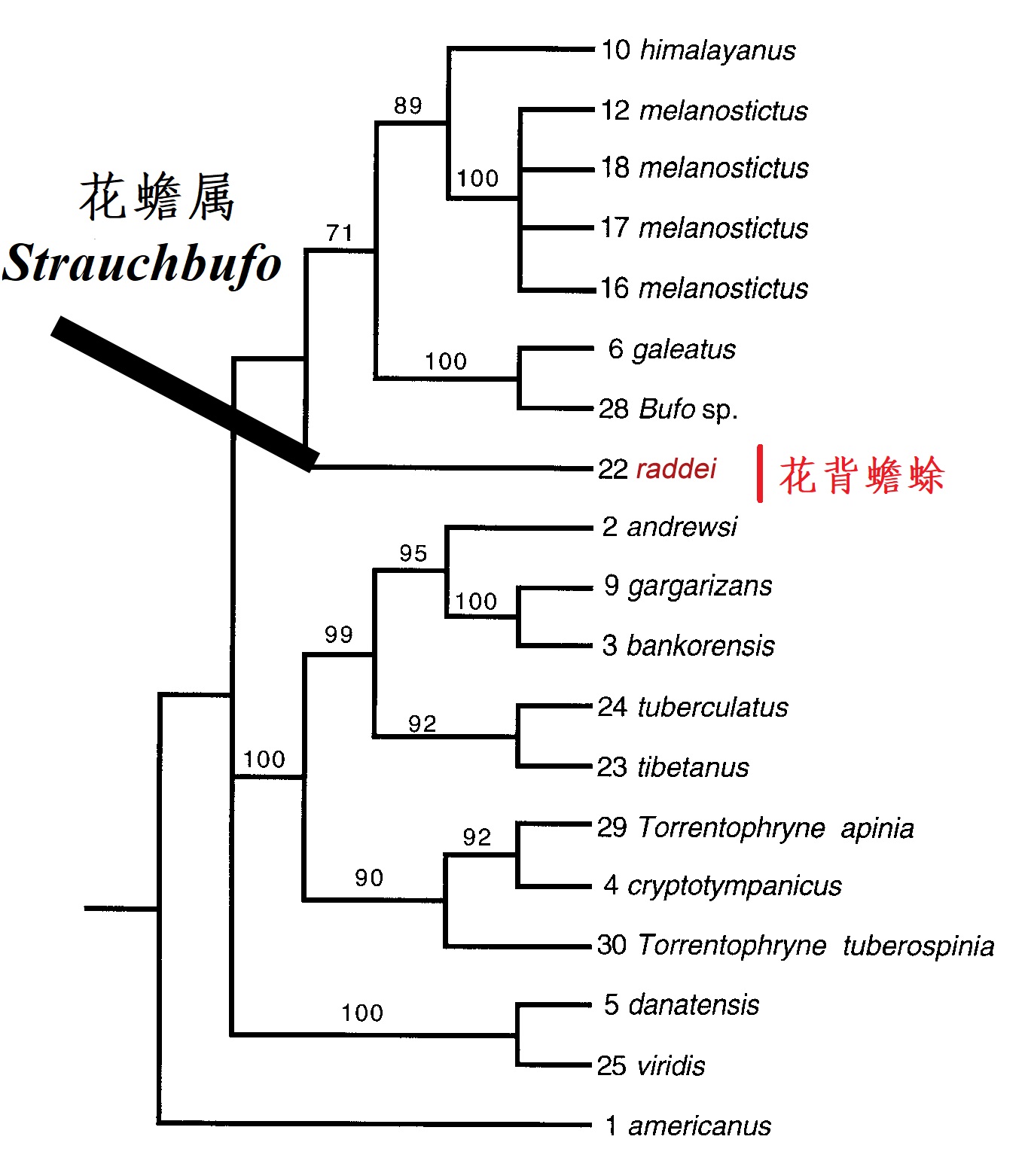 生命之树