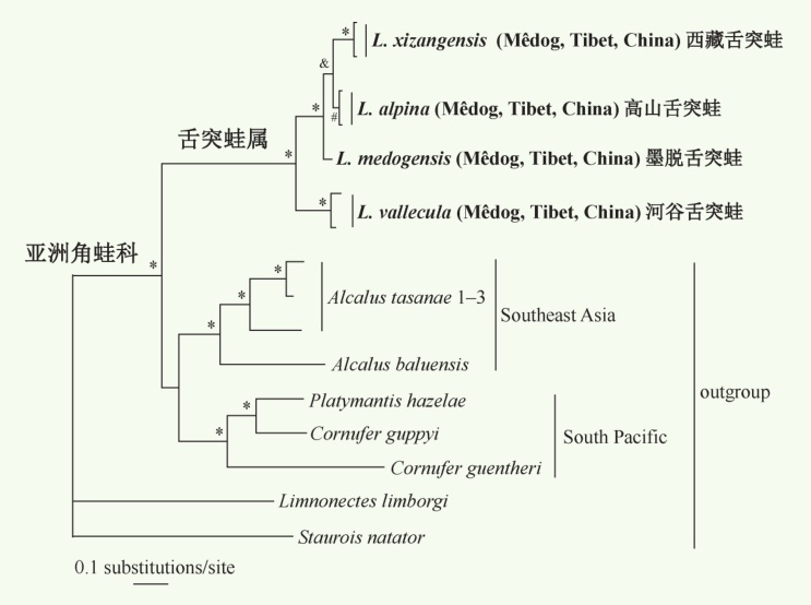 生命之树