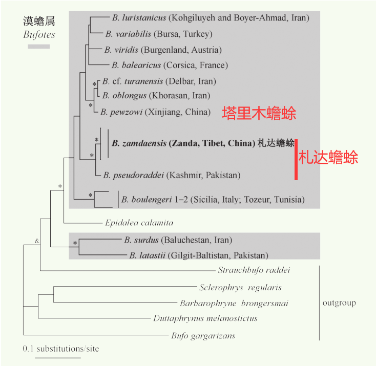 生命之树