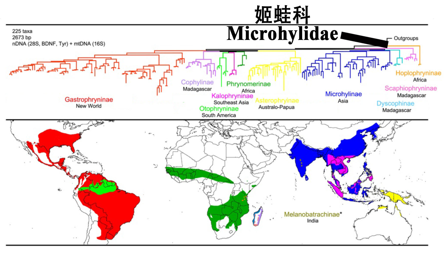 生命之树