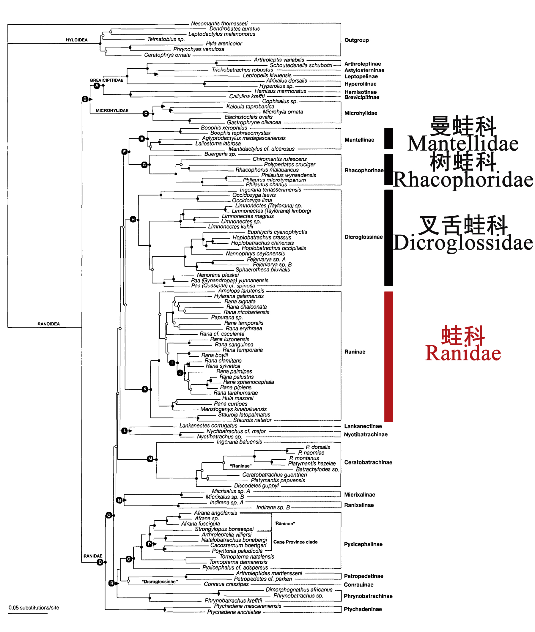 生命之树