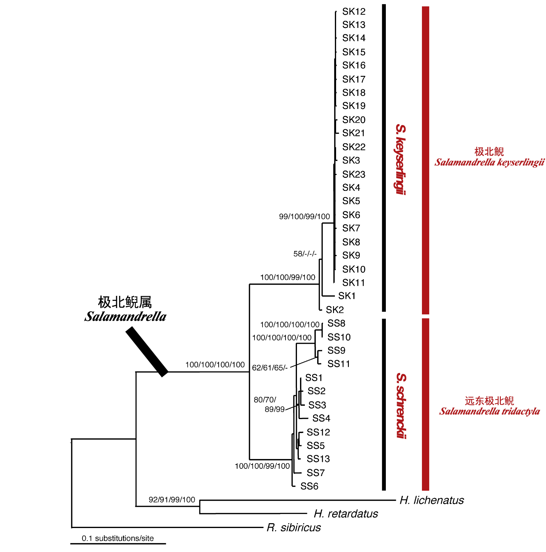 生命之树