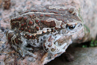 花背蟾蜍<i>Strauchbufo raddei</i>