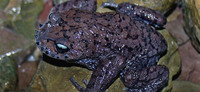 峨眉髭蟾<i>Leptobrachium boringii</i>