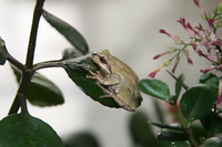 日本雨蛙<i>Hyla japonica</i>