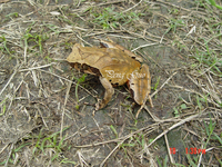 峨眉角蟾<i>Boulenophrys omeimontis</i>