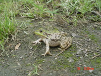黑斑侧褶蛙<i>Pelophylax nigromaculatus</i>