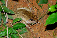 棘胸蛙<i>Quasipaa spinosa</i>