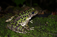 花臭蛙<i>Odorrana schmackeri</i>