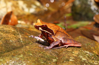 莽山角蟾<i>Xenophrys mangshanensis</i>