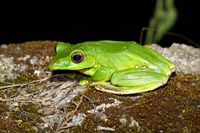大树蛙<i>Zhangixalus dennysi</i>