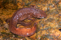 香港瘰螈<i>Paramesotriton hongkongensis</i>