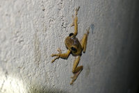 无声囊泛树蛙<i>Polypedates mutus</i>