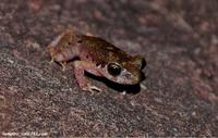刘氏掌突蟾<i>Leptobrachella laui</i>