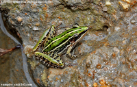 长趾纤蛙<i>Hylarana macrodactyla</i>