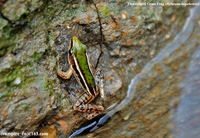台北纤蛙<i>Hylarana taipehensis</i>