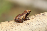 眼斑刘树蛙<i>Liuixalus ocellatus</i>