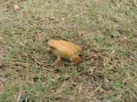 花细狭口蛙<i>Kalophrynus interlineatus</i>