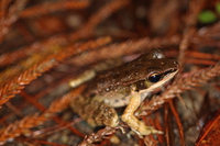 细刺水蛙<i>Hylarana spinulosa</i>