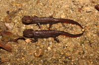 海南疣螈<i>Tylototriton hainanensis</i>