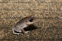 海南拟髭蟾<i>Leptobrachium hainanense</i>