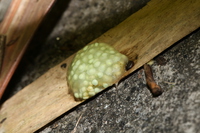 汉森侧条树蛙<i>Rohanixalus hansenae</i>