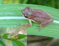 背条跳树蛙<i>Chirixalus doriae</i>