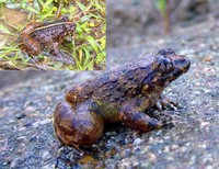 脆皮大头蛙<i>Limnonectes fragilis</i>