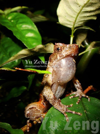 小角蟾<i>Boulenophrys minor</i>