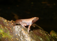 短肢角蟾<i>Boulenophrys brachykolos</i>