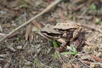凹耳臭蛙<i>Odorrana tormota</i>