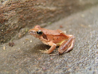镇海林蛙<i>Rana zhenhaiensis</i>