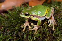 华西雨蛙<i>Hyla annectans</i>