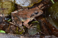 太行林蛙<i>Rana taihangensis</i>