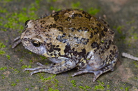 北方狭口蛙<i>Kaloula borealis</i>