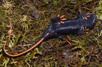 莽山疣螈<i>Tylototriton lizhenchangi</i>