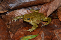 喜山蟾蜍<i>Duttaphrynus himalayanus</i>