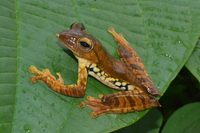 横纹树蛙<i>Rhacophorus translineatus</i>