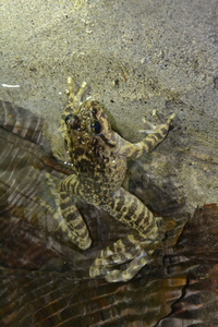 察隅棘蛙<i>Nanorana chayuensis</i>