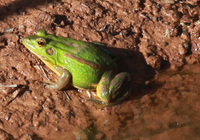 金线侧褶蛙<i>Pelophylax plancyi</i>