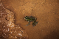 荔浦臭蛙<i>Odorrana lipuensis</i>