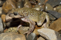 林芝齿突蟾<i>Scutiger nyingchiensis</i>