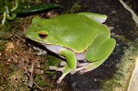 经甫树蛙<i>Zhangixalus chenfui</i>