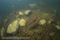 川南疣螈<i>Tylototriton pseudoverrucosus</i>