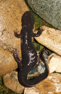 费氏肥螈<i>Pachytriton feii</i>