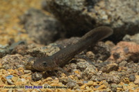 水城拟小鲵<i>Pseudohynobius shuichengensis</i>