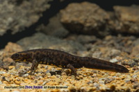 潮汕蝾螈<i>Hypselotriton orphicus</i>